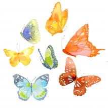 Butterflies
