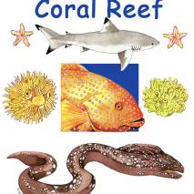 CoralReef