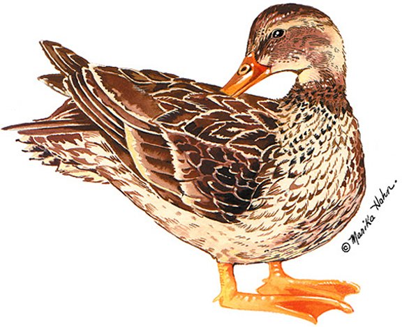 Duck