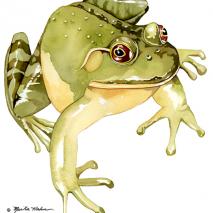Frog