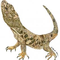 Lizard-2