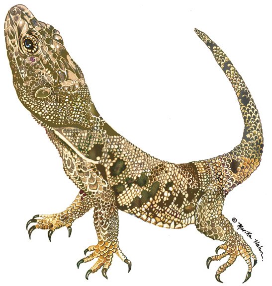 Lizard-2