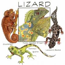 Lizard