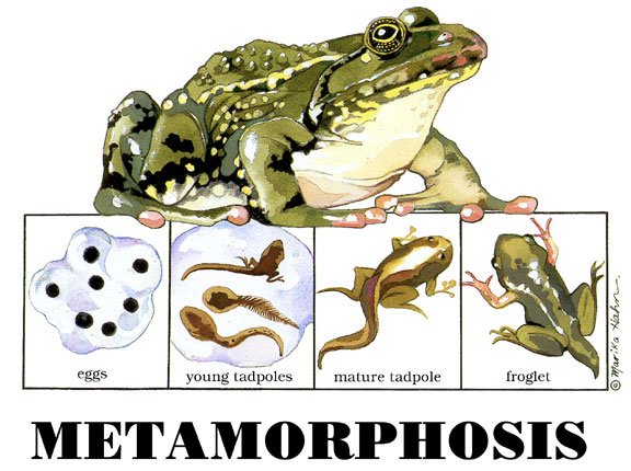 Metamorphosis