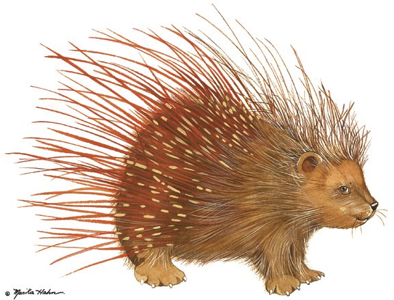Porcupine