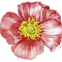 Poppy