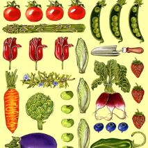 TomatoAsparagusTulips